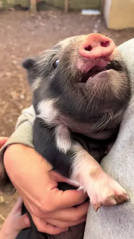 Safe to say they don’t like looking at the sky #piglets #farming #farmers #fyp #viral 