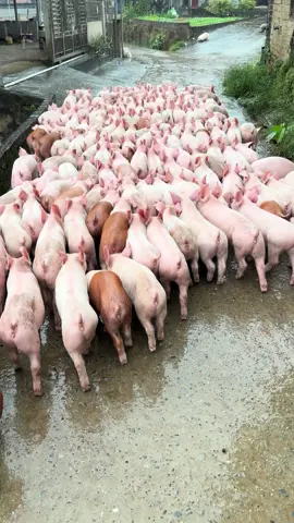 Gột hết chờ giá thôi 🤣🤣🤣 @Anhha9999 @Nguyễn Công Tiếnn @Hà tùng dương 