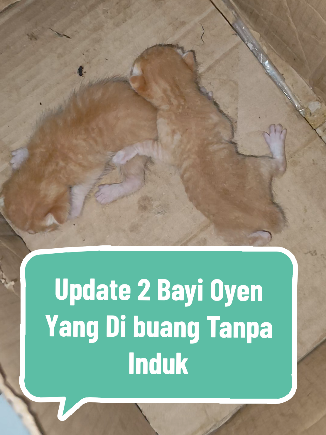 do'ain ya guys semoga mereka bisa survive🥺 #fyp #catlover #anakkucing #babycat #bayikucing 