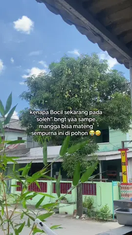 jiwa” dulu nya keluar lg (ngambil buah orang) 😭 #mangga #manggatetangga😄 #fyp 
