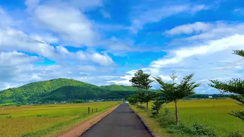 Cánh đồnh lúa Ngô Sơn, con đường đi đến Chư Đăng Yah vào một ngày nắng  #GiaLai #trending #xuhuong 