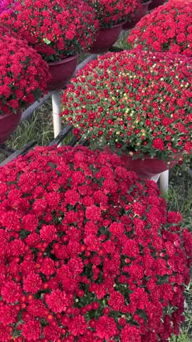Cúc mâm xôi màu đỏ. Vừa đẹp lại độc lạ ạ #cucmamxoi #hoatet #hoatet2026 #cucmamxoihanquoc #tet #cucmamxoi93 #cucmamxoitet 