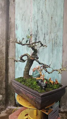 linh sam 86.tạm thế này đã sang xuân tính tiệp