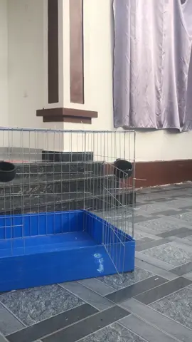 Lồng gà 80 vuông #thịnhhanhtiktok #thinhhanh #2025 #thịnhhanhtiktok 