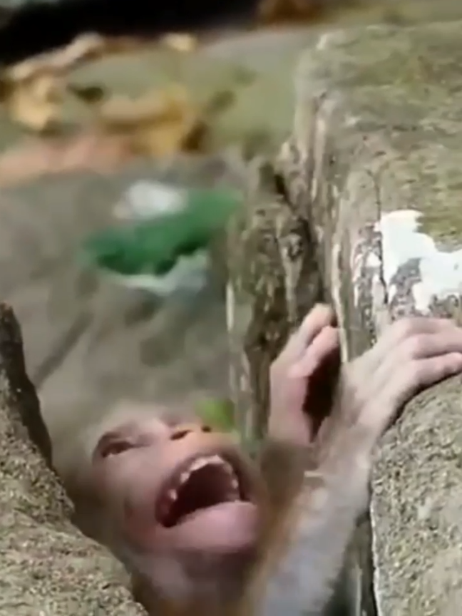 Poor baby needs helping don't drop baby #tiktok #baby #viral #monkey #animals #mom #trend #sister #new #newborn #tiktok #viral #trend #tiktok 