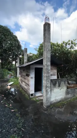 pohon mangga berbuah lebat 