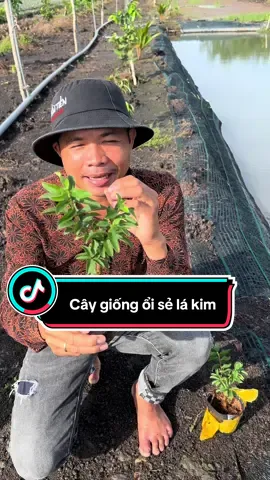 Cây giống ổi sẻ lá kim 22k#mientay #xuhuong #anhbakhom #review #caygiong 