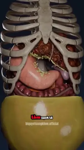 Trà cà gai leo rau má hổ trợ thanh lọc cơ thể rất tốt nhé mọi người #tracagaileotuiloc #tracagaileo #cagaileorauma #suckhoechomoinguoi #xuhuong 