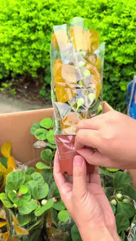 Cây sung cảnh trái quanh năm #goldenlifegarden #caycanh #caysung 