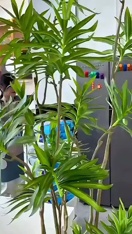 #dodungnhabep #khangiaylaubep #khangiay #dodungtienich 