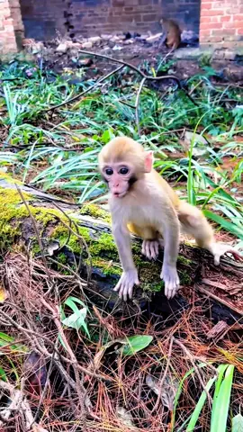 #tiktok #monkey #foryou 