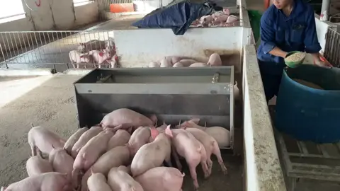 Giá heo giống hợp lý rồi các bác ơi . tái đàn vào giống e tư vấn ạ #heogiong #heocon #lợn #traiheogiong #chănnuoi #chănnuoiheo #xuhuong #xuhuongtiktok 