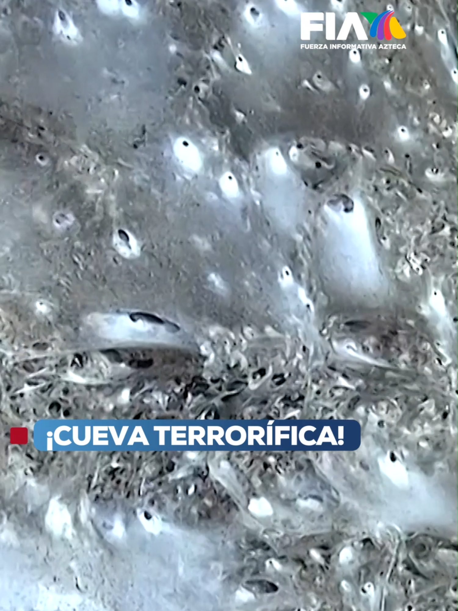 La telaraña más grande del mundo... Más de 110 mil arañas conviven en un ecosistema cerrado, tejido en la oscuridad absoluta, dentro de la llamada 