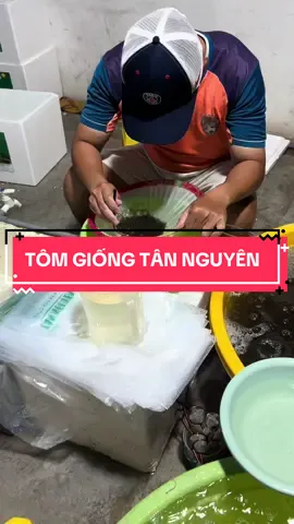 🌳Ứng dụng máy TOMATA để đếm mẫu cho quý bà con CHẤT LƯỢNG MANG ĐẾN GIÁ TRỊ❤️ #tomgiongtannguyen #ktrangtannguyen #camau #tomgiongchatluong 