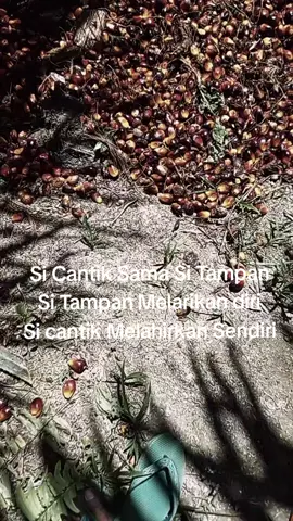 Panas-Panas#BrondolanKalimantan#PickupBorneo #PickupKelapaSawit 