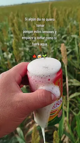 YA SABEN 🍻😅🎵 #bolivia🇧🇴tiktok_para_ti #paratiiiiiiiiiiiiiiiiiiiiiiiiiiiiiii  #chi 