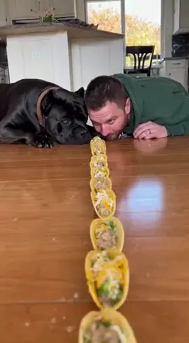 READY. SET. GO.” — and he left him in the dust 💀 #dogsoftiktok #funnydog #dograce #canecorso #dogchallenge     