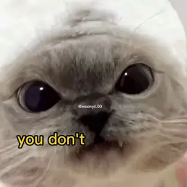 #meme #voiceacting #funny #cute #cats 