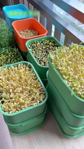 Khay làm giá đỗ tại nhà#khaylamgiadotainha #khaylamgiado #khaylamgia #khaylamgiasachtainha #tienich 