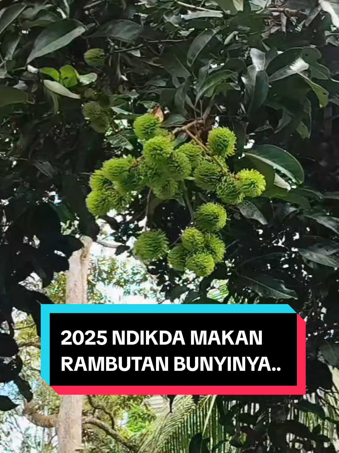 mentah masih leh 🤣 #fyp #tenggarong  @info_etam 