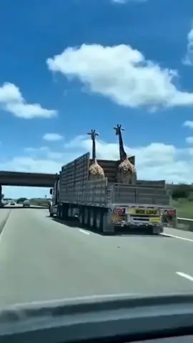 TALL PEOPLE BE LIKE... DAMMIT!! 😂😂😂😂 #treanding #forever #couplegoals #viral #funny 