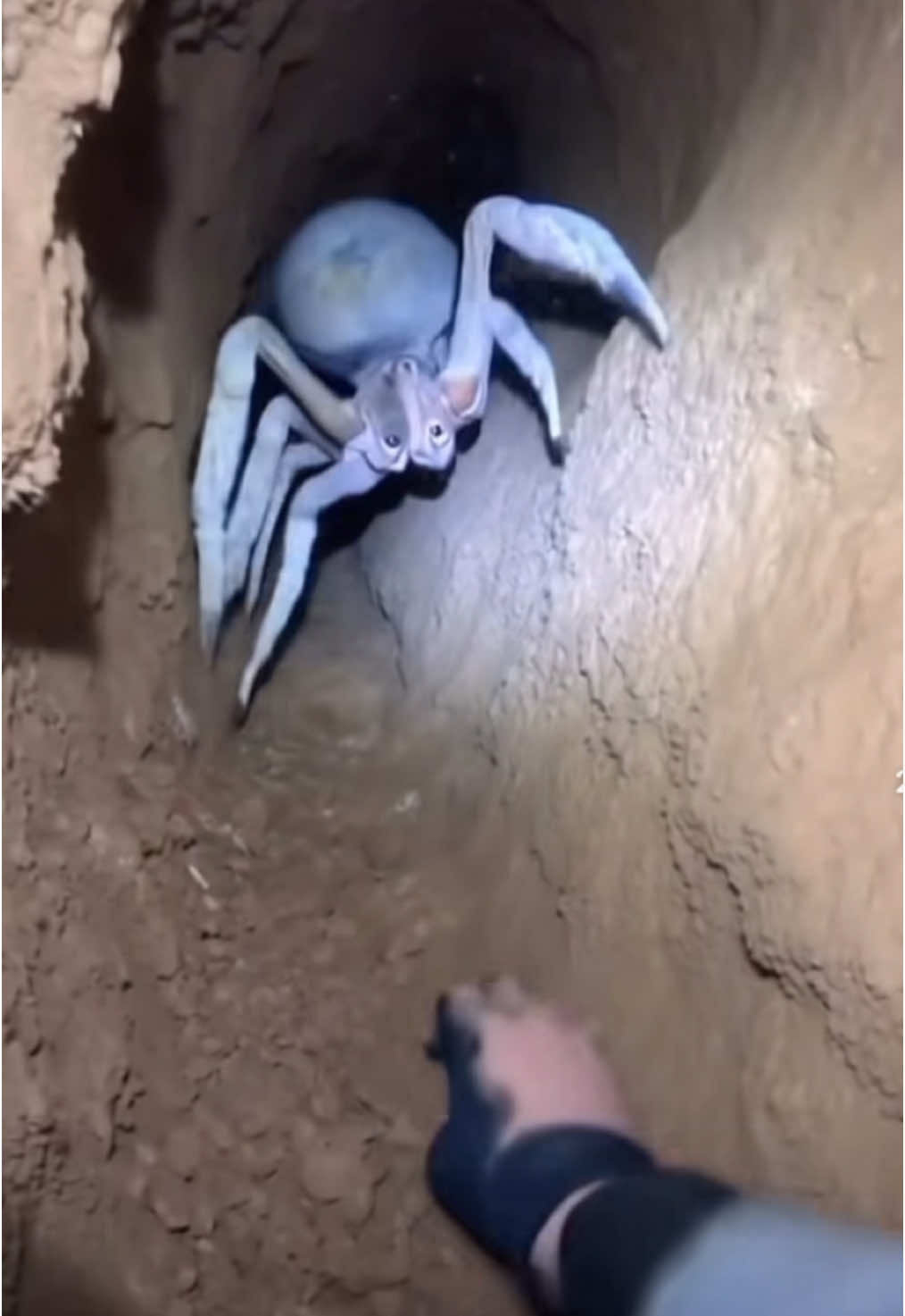 Man discovered something new in a cave🤯😳 #viral #fyp #spiderman2 #spider #foryoupage #extinct #new #ai #real #fyppoppppppppppppppppppppppp #blowthisup 