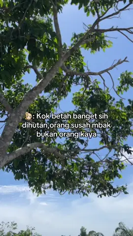 #sawit #sawitontiktok 