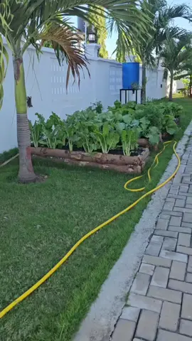 Tujenge utamaduni wa kuwa na bustani za mbogamboga na matunda kwa ajili ya Afya zetu. Karibu Kilimo Mjini kwa mahitaji ya bustani na pia tunayo miche bora ya mbogamboga  Piga 0716722899 #farmtoserve  #agricultureismyculture 