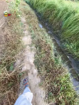 Noman aijaz😎🚩❤️‍🔥 #forming🌾 #forourpage #کسان #foryoupage #viralvideotiktok 