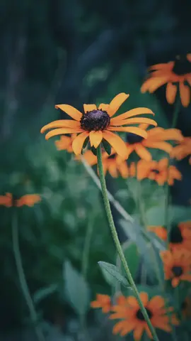 🌼🌼 #naturetonic 