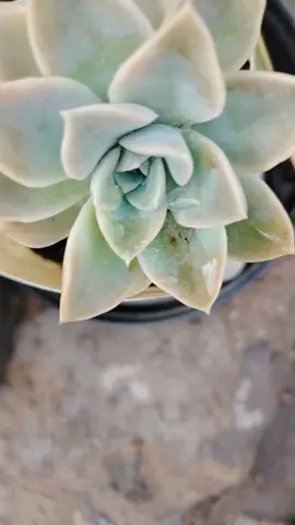 #fyppppppppppppppppppppppp 