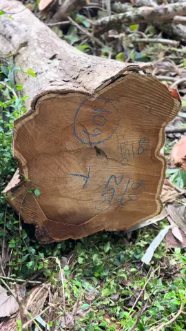 wayae tampil tipis tipis bosku 😁 #kayujati 