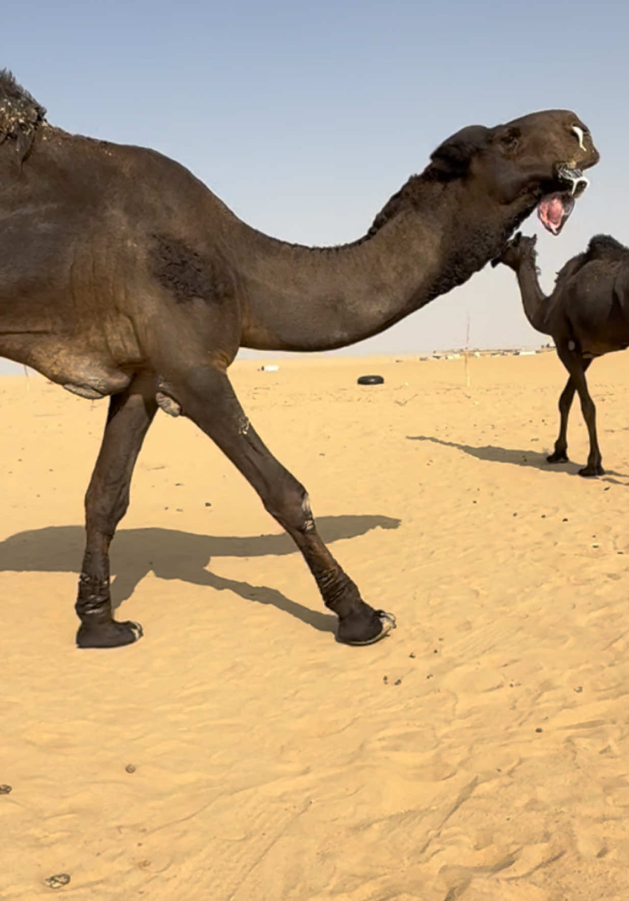 #صلوا_على_رسول_الله #اذكروا_الله #الشعب_الصيني_ماله_حل😂😂 #المجاهيم #الصياهد 