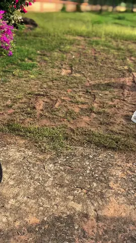 #เวฟด่านขุนทด🤟🏻💵 #เวฟ125หัวแหลม🖤🤍 #ฟีดดดシ #เปิดการมองเห็น #ฟีดดดシ 