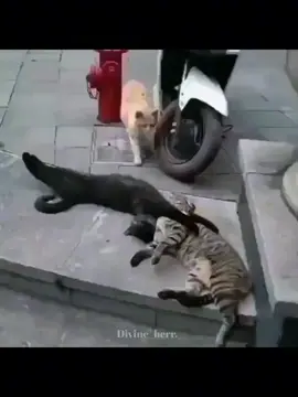 #foryou #fyp #foryoupage #ppppppppppppppppppppppp #iiiiiiiiiiiiiiiiiiiiiiiiiiiiiiiiiiiiiiii