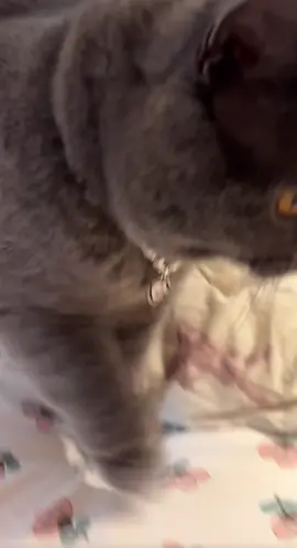 Chủ yếu khoe dây chuyền mới mua của meomeo😆😆 #meomeo #meodethuong #meodangiu #xuhuong #viraltiktok 