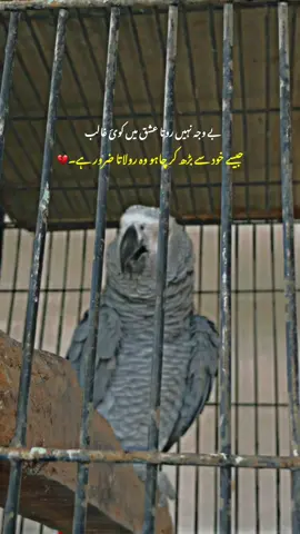 بے وجہ نہیں روتا عشق میں کوئ غالب جسے بڑھ کر چاہو وہ رولاتا ضرور ہے 😩💔🥀#stuntwithkashmir #buran_tv #foryoupage #basitwrites101#unfreezmyaccount 