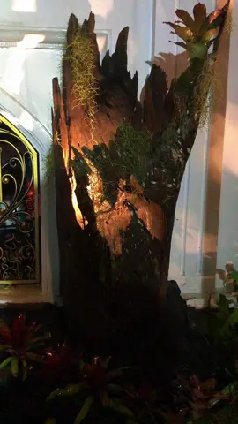 Nét đẹp về đêm @TIỆM NHÀ MON @bò đại ka @nguyentam #tiểucảnh #teamdytden #suoithiennhien 