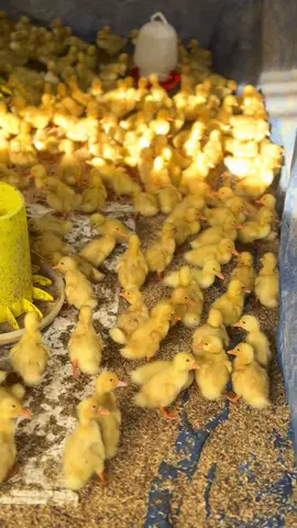 DAY 3 : Semoga sehat sampai panen 😇 #bebek #peternak #peternakpemula #bebekpeking 