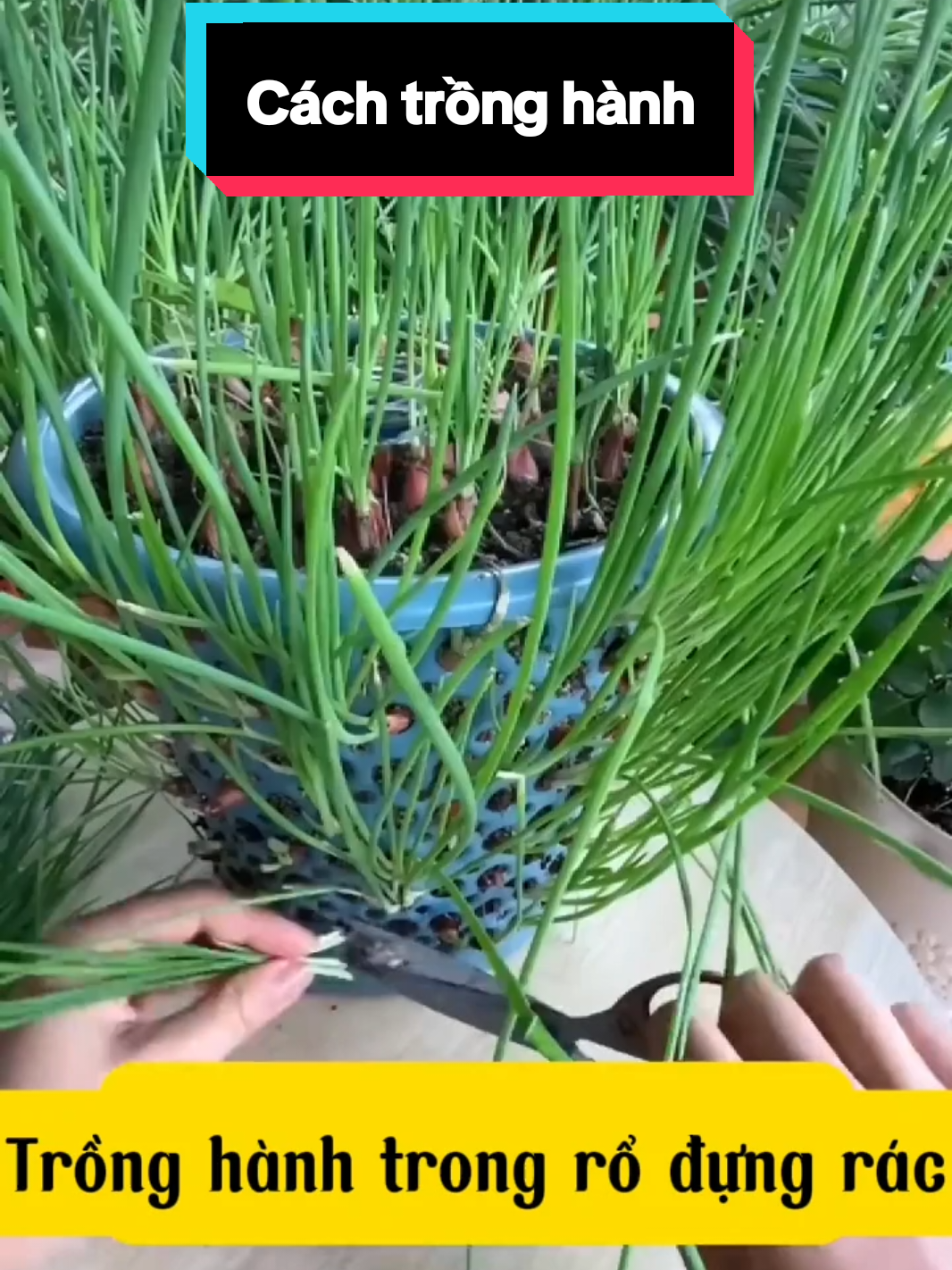 Cách trồng hành trong giỏ đựng rác cực đỉnh . #suutam  #meohay  #LearnOnTikTok  #tronghanh