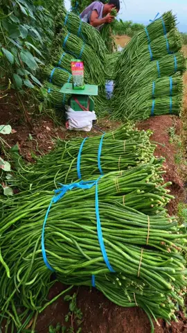 Nota nota Boss #petanimuda #kacangpanjang #kacangviral #baradatv#petanikacangpanjang 