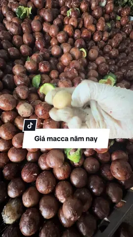 Trả lời @Ho huu Tho giá macca năm nay #macca