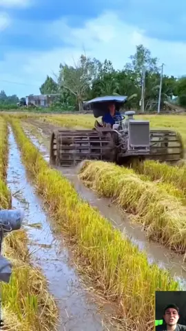 ไอเดียดีมาก พามาชมรถย่ำตอข้าว 