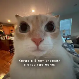 #рекиплиз #щп #pyf #fyp 