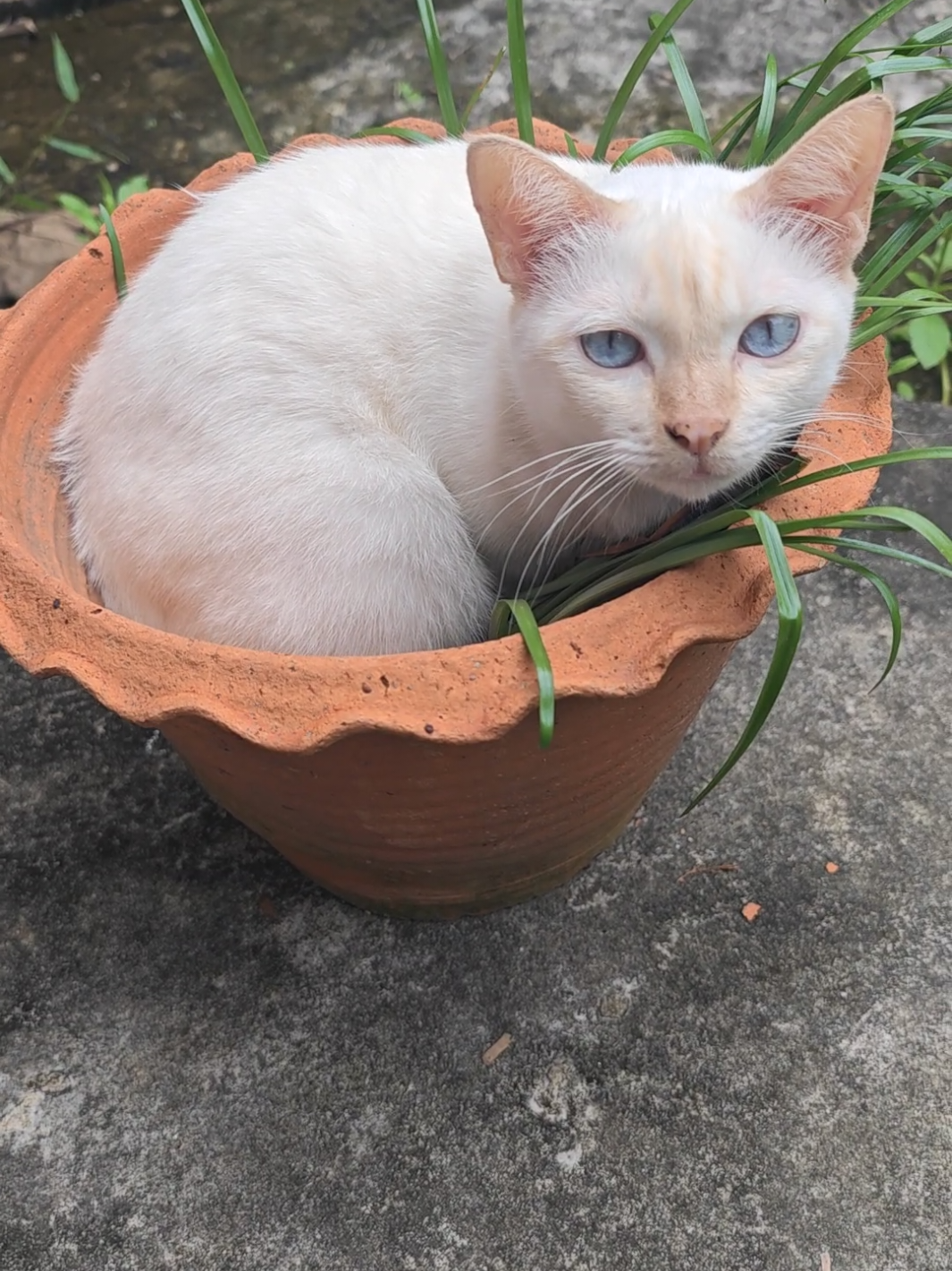 #แมว  #แมวขาว  #ทาสแมว  #catsoftiktok  #สัตว์เลี้ยงtiktok 