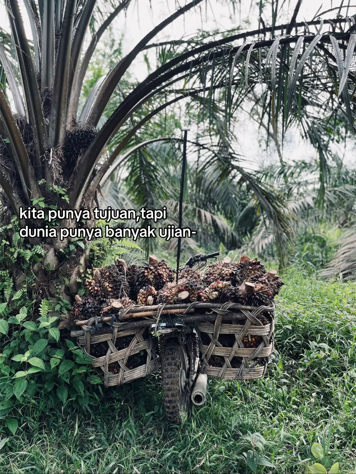 #fyp #petanisawit🌴 #petanimuda #sawitjambi 