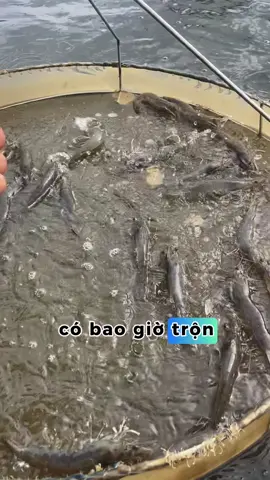 Chắc nhiều bà con vẫn đang trộn cho ăn chung, nhưng khi xem được video này bà con nên cách cử cho ăn sẽ mang lại hiệu quả cao hơn nha. Chúc bà con thật nhiều sức khoẻ, vụ mùa bội thu🥰#nuoitom #nuoitomcongnghecao #nuoitomtrenaolotbat #nuoitomthe #xuhuong 