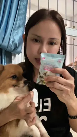 ต้องดูแลแม่ด้วยเดี่ยวน้องน้อยใจ#ปอมเมอเรเนียน #ของใช้สัตว์เลี้ยง🐾 #คนรักหมา #สัตว์เลี้ยงtiktok #หมาน่ารัก 