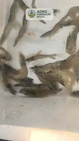 Quer aprender a criar camarão em casa de forma simples e sem complicação? No Projeto Camarão, você recebe videoaulas práticas, o passo a passo da montagem, como ajustar a água, a tabela de alimentação e tudo que precisa pra manter a criação saudável. Você ainda ganha fornecedores de larvas de camarão já testados e tem acompanhamento de especialista pra não errar no processo. Se quiser começar pequeno ou montar um projeto maior, é só acessar o link do perfil. 🦐💧 