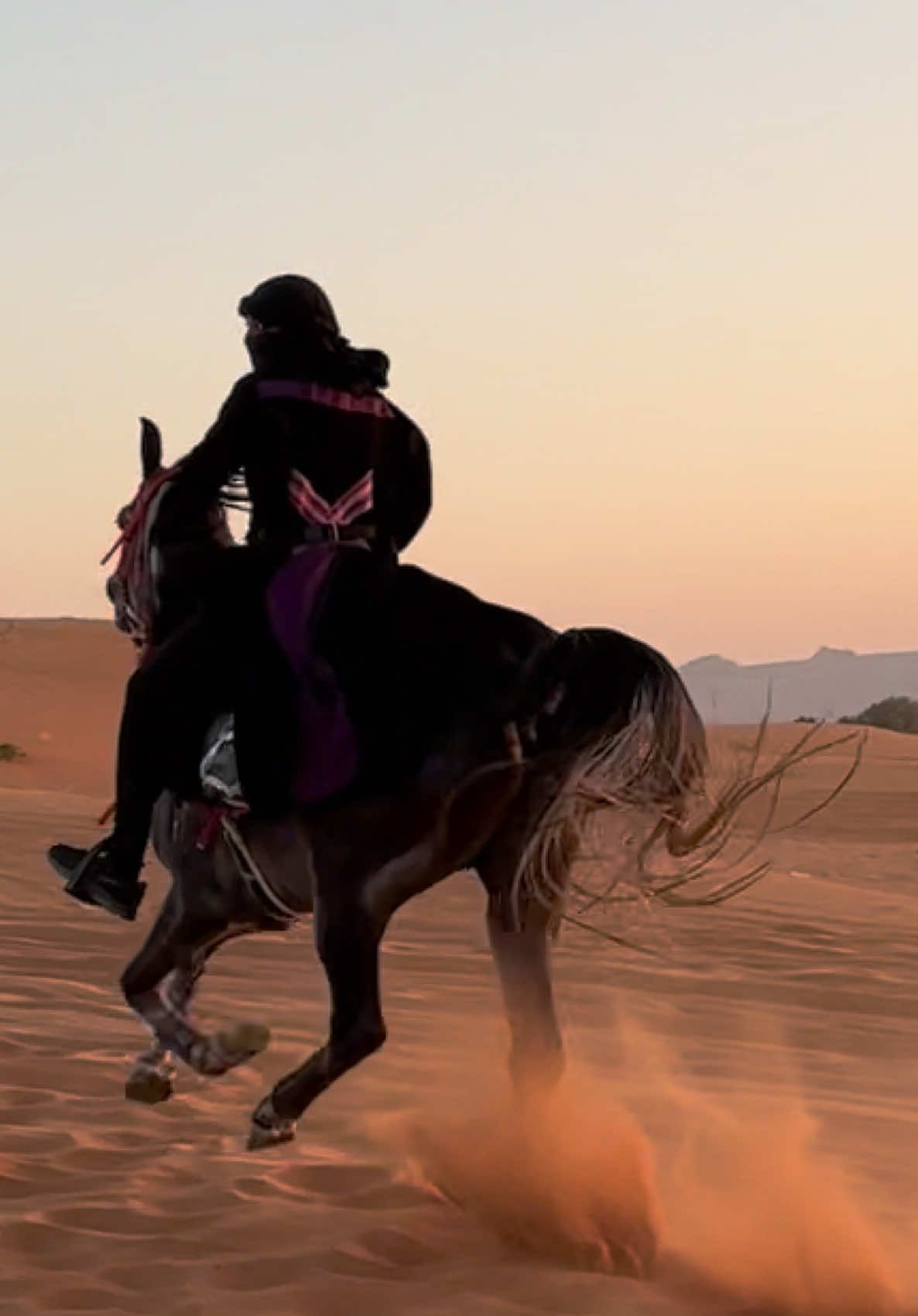 شغف يعيش في القلب 💜🐎✨ #horse #خيل_وخياله🐎 #هيام #اكسبلور #trend حشار @رائد القاسم 1🐎📸 @سَ @مربط النادر للخيل العربيه @al_dhma.ksa 